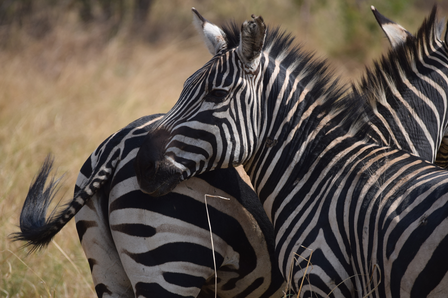 Achtung Zebrastreifen