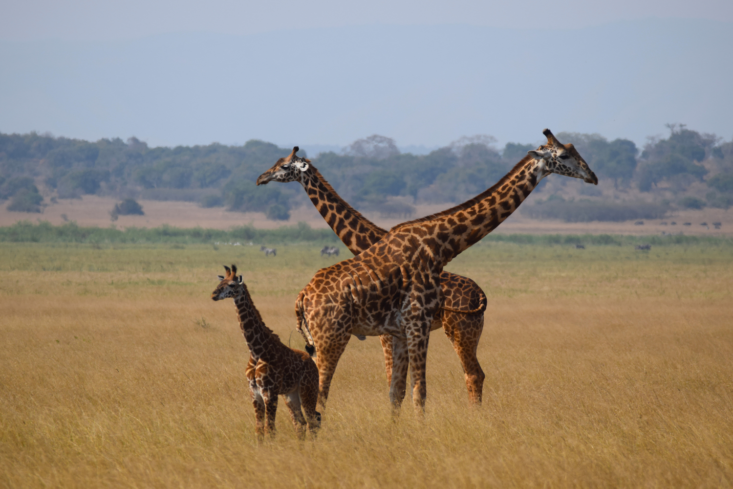 Giraffenfamilie im National Park