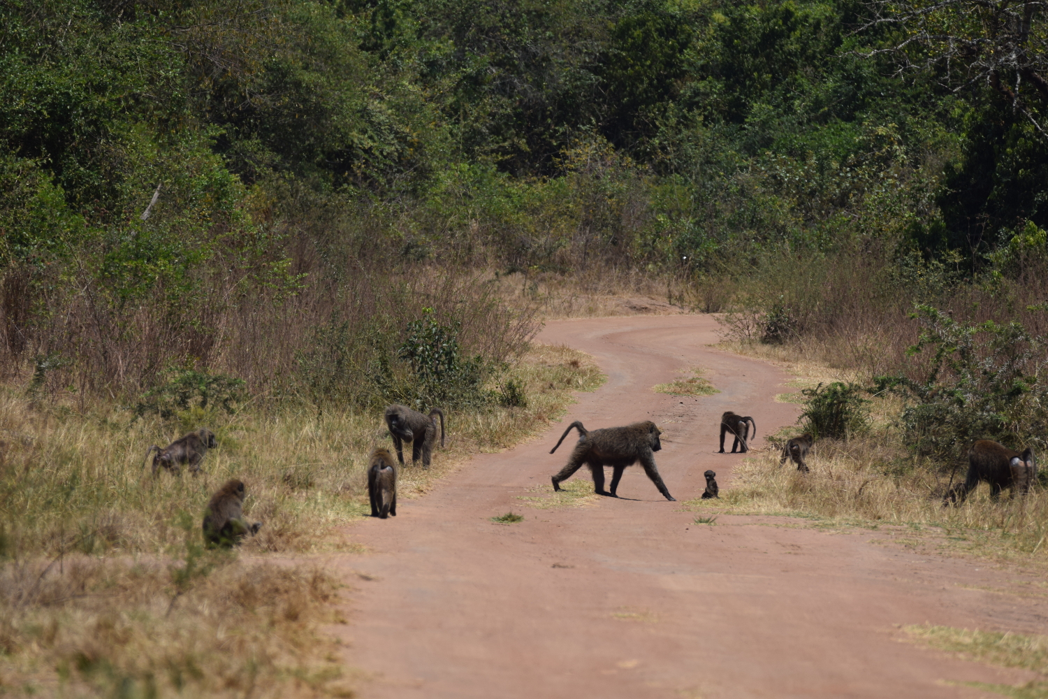 Paviane haben Vorfahrt